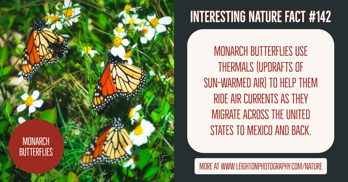 Interesting Nature Facts 142 Monarch Butterflies